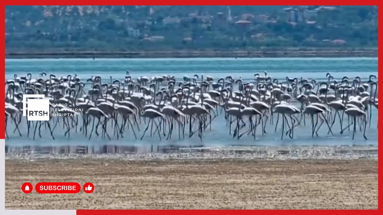 Spektakël flamingosh në Nartë, shpendët ngjyrërozë bëjnë “pasarelë” mbi ujë