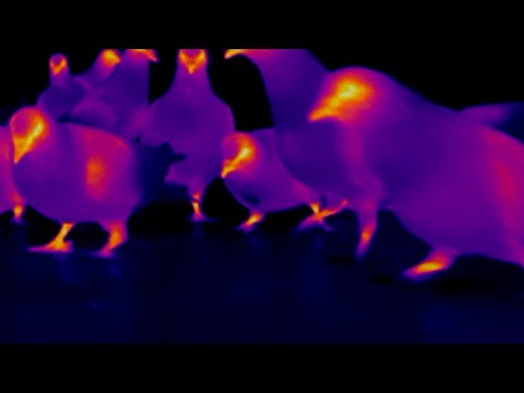 Brutalismus 3000 - Scee (The Dare Remix) (Official Visualizer)