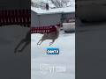 Hilarious Deer Sings ‘Here Comes Santa Claus’ While Prancing Through Town! 😂