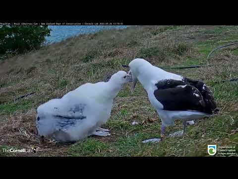 Female Albatross Arrives to Feed Downy Nestling In New Zealand | DOC | Cornell Lab – May 24, 2022