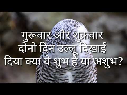 गुरूवार और शुक्रवार दोनो दिन उल्लू दिखाई दे तो शुभ है या अशुभ?