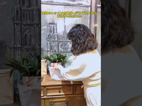 バルコニー用のプライバシースクリーンポットに植える – (最終的に) プライバシーを取り戻すための 8 つのアイデア  庭園