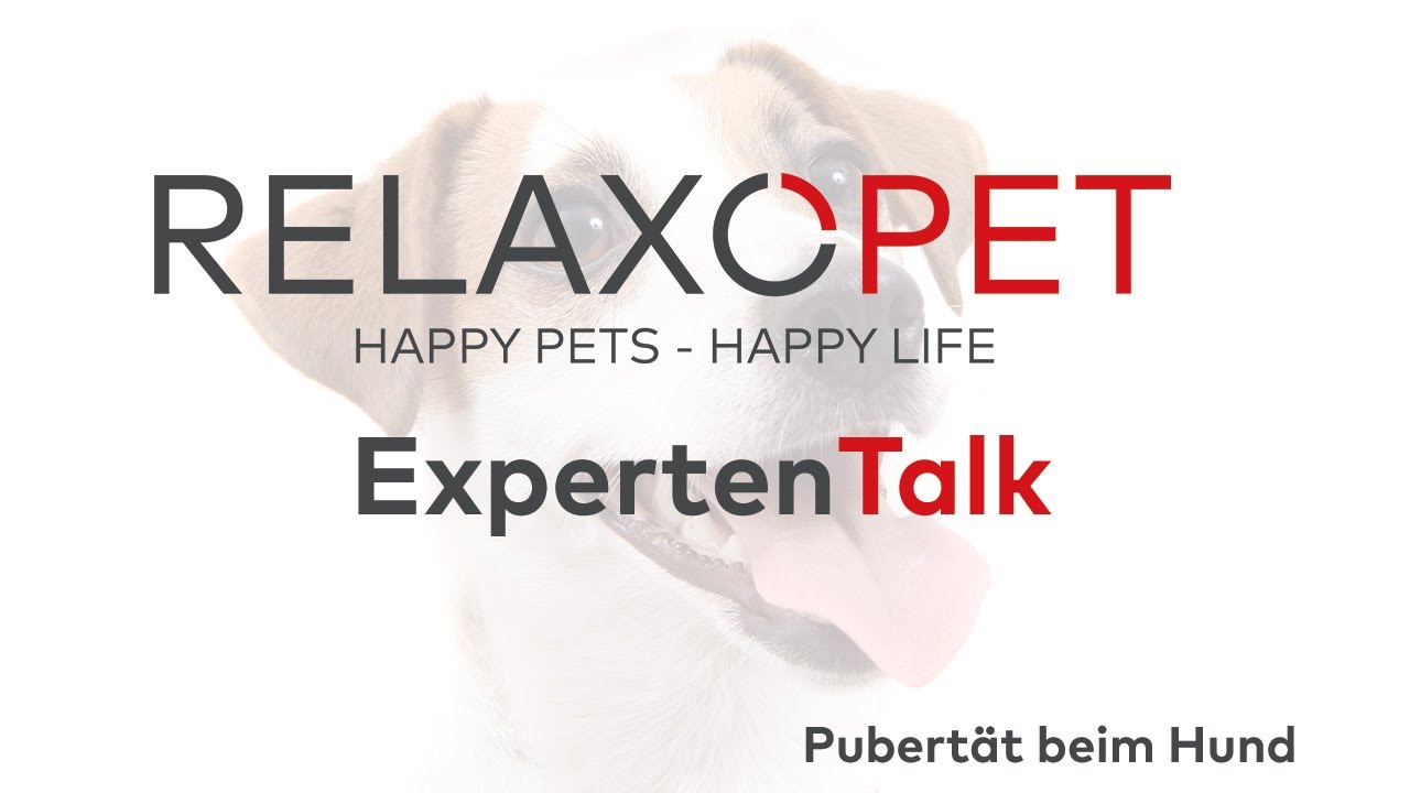 Expert Talk No. 9 - Puberty in dogs