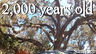2,000 Year old Oak Tree Ormond Florida |¦| Sum4Seb Video