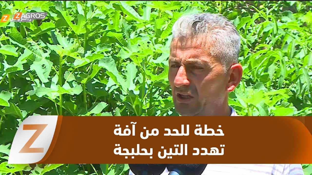 فيديو | #حلبجة.. مديرية الزراعة تضع خطة للحد من توسع آفة حشرية تهدد بساتين التين