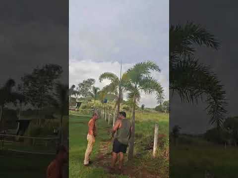 roça  itauçu  Goiás