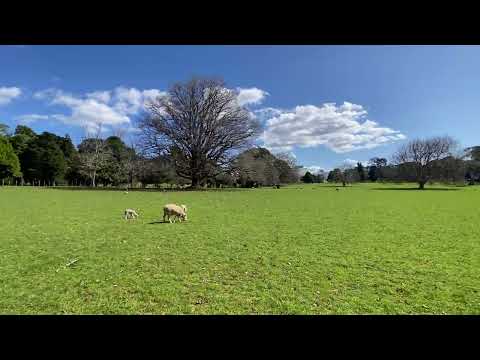 One Tree Hill park Aucklnd New Zealand 