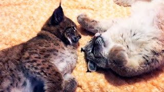 ДОЛГОЖДАННОЕ ЗНАКОМСТВО РЫСЕЙ. Умка и Ханна