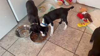 Video preview image #1 Chihuahua-Unknown Mix Puppy For Sale in Walnutport, PA, USA
