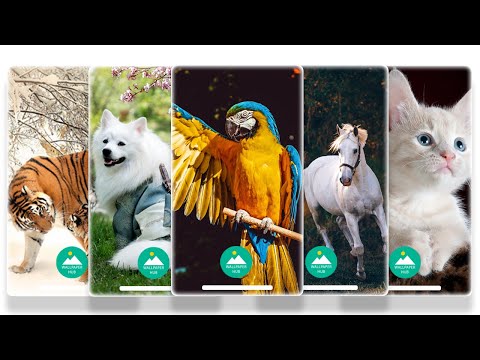 Animal Wallpapers HD Backgroun