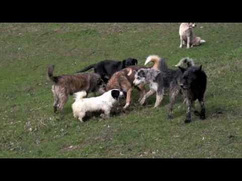 Ulmino - Il nostro mondo