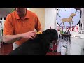 Видео о товаре Short Hair Giant Dog, фурминатор для короткошерстных собак гигантских пород / FURminator Inc. (США)