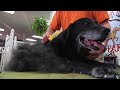 Šukos Furminator Dog deShedding Large Dog ilgaplaukiams šunims