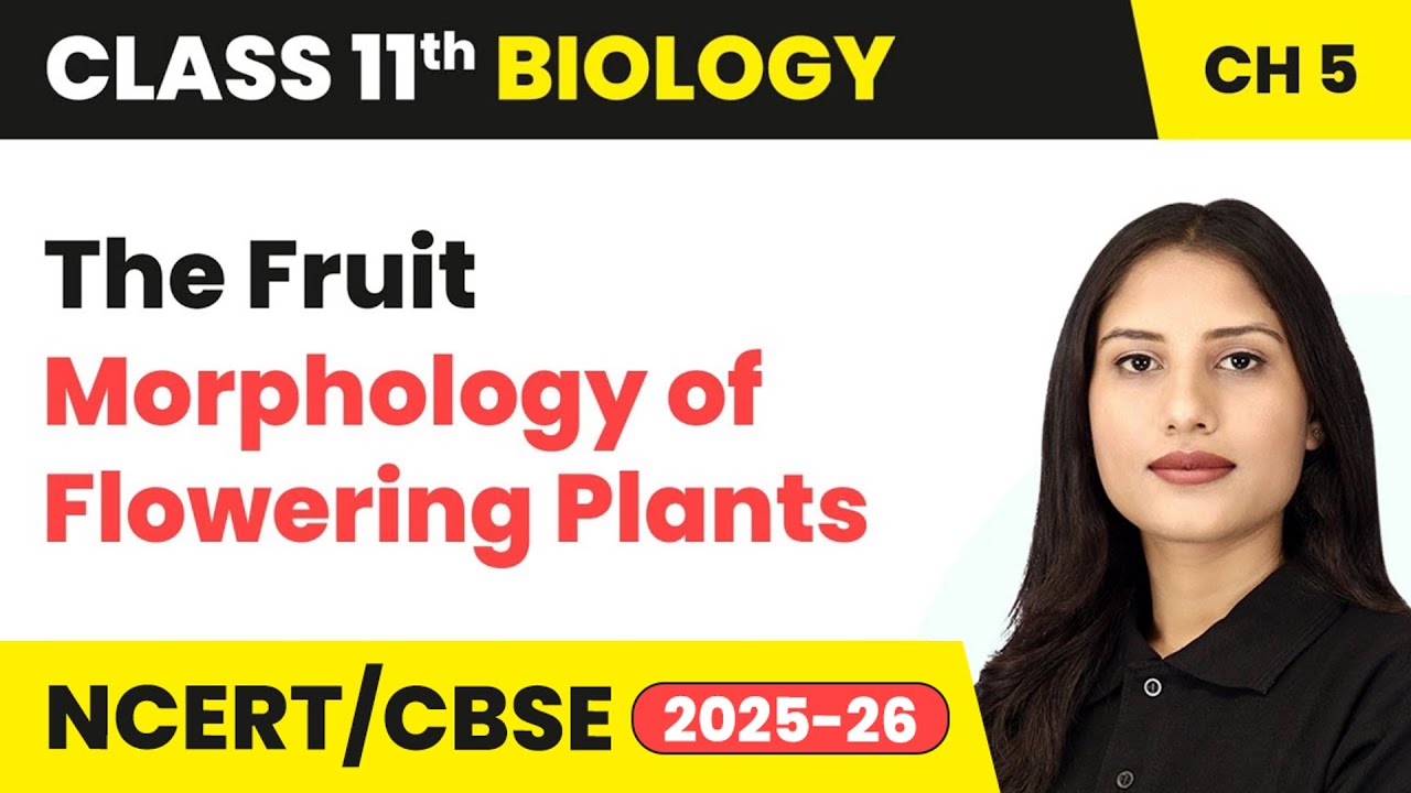 The Fruit - Morphology of Flowering Plants | Class 11 Biology Chapter 5 | CBSE 2024-25