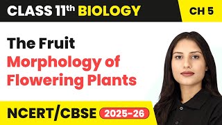 The Fruit - Morphology of Flowering Plants | Class 11 Biology Chapter 5 | CBSE 2024-25