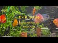Erik Satie - Gymnopédie nº 2 - Pascal Rogé - nadaniente115a Erik Satie - Gymnopédie nº 2 - Pascal Rogé