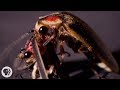 So ... Sometimes Fireflies Eat Other Fireflies | Deep Look