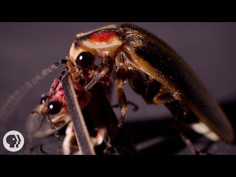 So ... Sometimes Fireflies Eat Other Fireflies | Deep Look Video