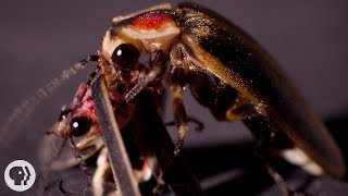 So ... Sometimes Fireflies Eat Other Fireflies | Deep Look