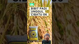 Download lagu This rice is highly sought after by Cibatu farmers 06 #farmers #rice cultivation #agriculture #ri... mp3 Download lagu This rice is highly sought after by Cibatu farmers 06 #farmers #rice cultivation #agriculture #ri... mp3
