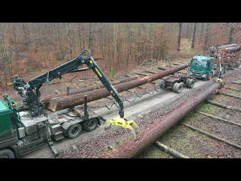 Dicke Dinger: 10-Festmeter-Mega-Douglasie wird abgeladen