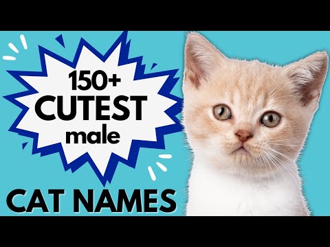 150+ CUTE Male Kitten Names | Male Cat Names | Boy Kitten Name Ideas