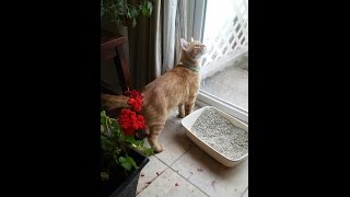 AL JOLSON sings about my SONNY BOY CAT adopted@nycacc 3/26/17