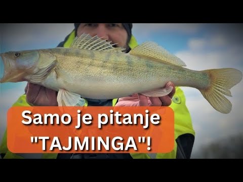 Varaličarenje SOMa i SMUDJa na Savi_CATFISH & ZANDER fishing on the Sava river