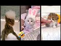 Cat Funny Videos Funny Cat Videos Magicmewtv Ep 2472