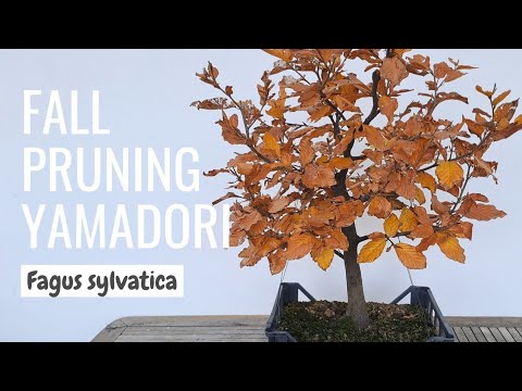 Fall Pruning of my Beech Yamadori