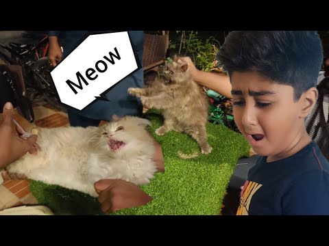 Three Little Kittens | Dilly Hui Bemar | Kitten(RONNIE) Vaccination | Mohids World