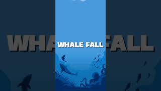 কিভাবে বিশ্বের সবথেকে বড় প্রাণীর জীবন শেষ হয় 🥲 ( How Blue whale dies ) #shorts #story