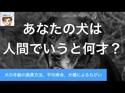 Ein Hund schaut aufmerksam.