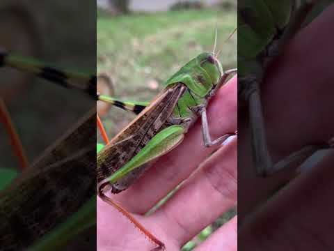 バッタの足は何本ありますか?