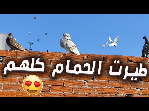 طيرت الحمام كاملين فصباح بكري | توليعة صباحية 🕊🕊🕊