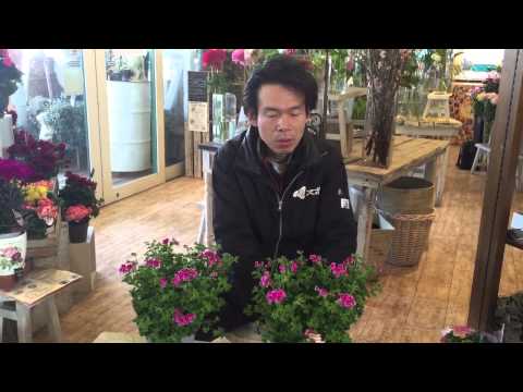 ペラルゴニウムをいつ剪定するか 冬の前に剪定 枯れた茎を取り除く 枯れた葉