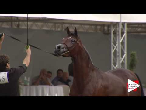 2016 - Italian National Championships - Fillies 3 years (Class 9) - 3rd place: n°86 AS SOLEIKA