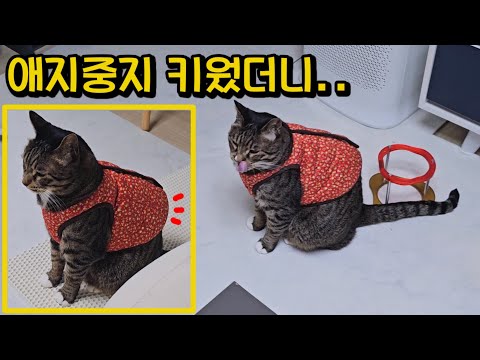 뽀뽀 하자마자 이런다고? 고양이를 애지중지 키웠더니 병주고 약주네요