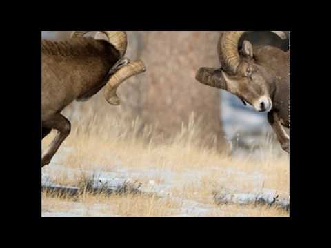 Flashius Clayton - "Knucklehead (I Didn't Listen)" Prod. By DJ Premier