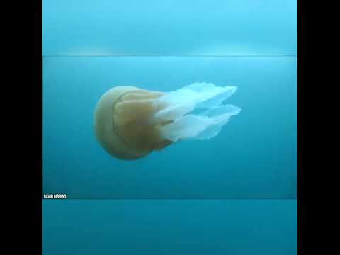 A Wworld Of Calm- Nalin kane, ATB, Faithless, Lane 8 (Platz Mix)