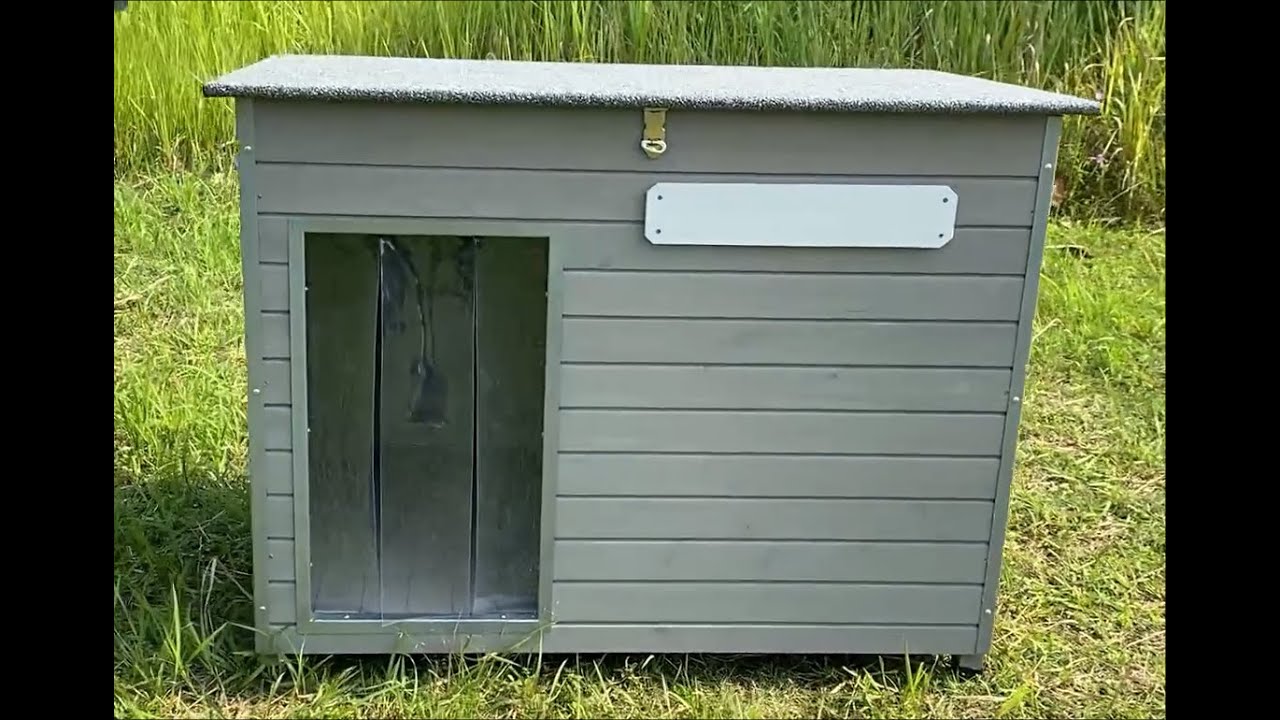 Dog Video 2