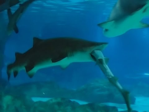South Korea: Shark eats another shark