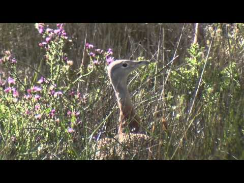 avutarda ( Otis tarda ) Great Bustard