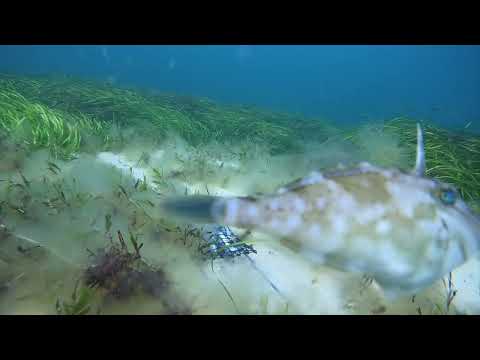 Grange drops with crab.e.cam 9-1-2026   - Ep 232