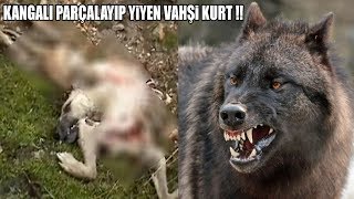 KANGALI YEDİ !! KURT ÇOBANI CANINDAN BEZDİRDİ 