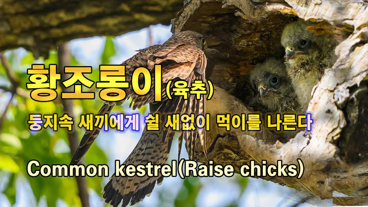 황조롱이_육추 유튜브 썸네일