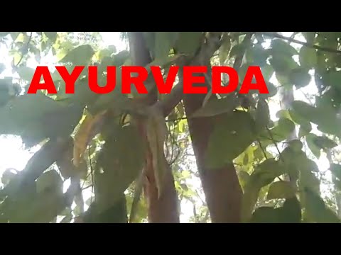 Bixa orellana plant -सिंदुर ट्री Video