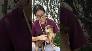 Video preview image #1 Chihuahua Puppy For Sale in Pasadena, CA, USA