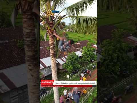 The Moment a Man Falls from a Coconut Tree, Here's How It Ends