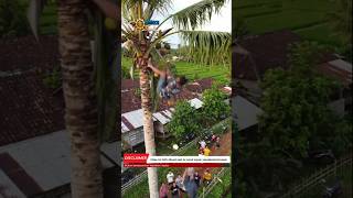 Download lagu The Moment a Man Falls from a Coconut Tree, Here's How It Ends mp3 Download lagu The Moment a Man Falls from a Coconut Tree, Here's How It Ends mp3